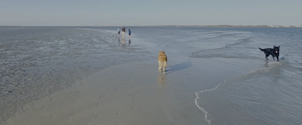 The Beaufort Paws pack on the Beaufort sandbar