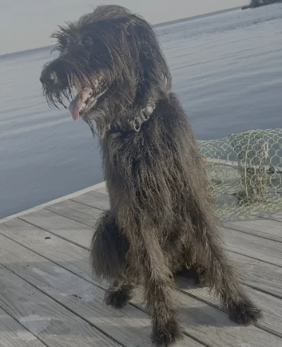 Keenan, a resident dog at Beaufort Paws