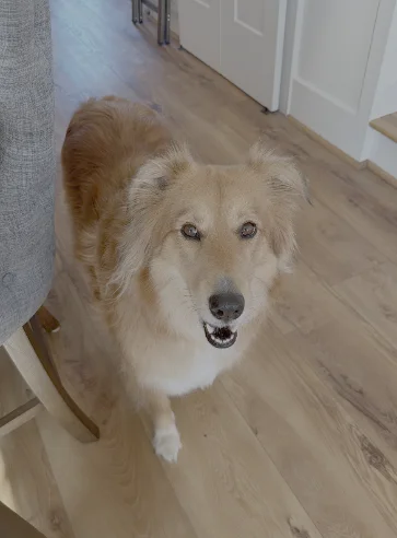 Piper, a resident dog at Beaufort Paws