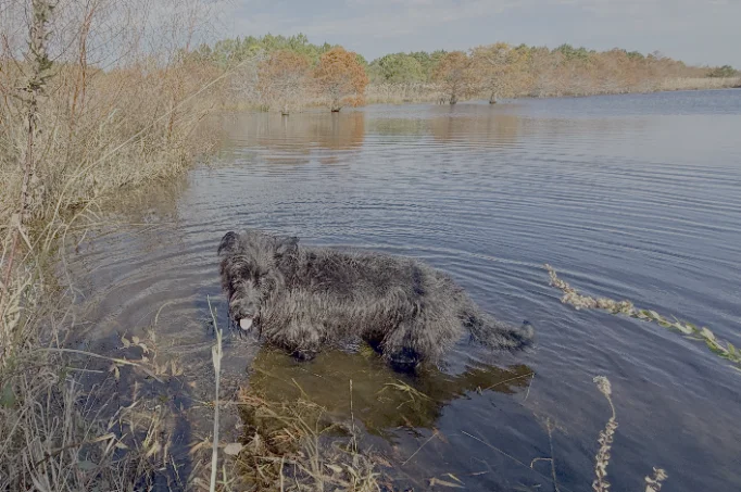A dog on a trail at the North River Nature Preserve