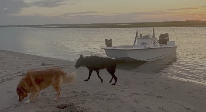 A dog splashing at the sandbar